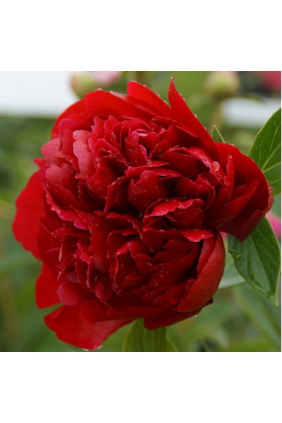 Розкритий бутон Paeonia Henry Bockstoce – символ елегантності та витонченості.